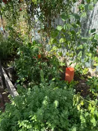Zonă umedă construită integrată în grădină